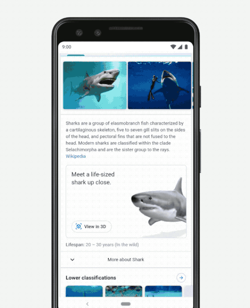 ar-search-shark ar-search-shark