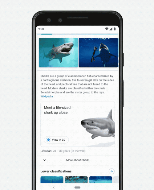 ar-search-shark ar-search-shark